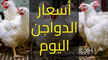 بكام البانيه ياحاج.. اسعار الدواجن اليوم الاثنين 19 فبراير 2024 والبيض للمستهلك