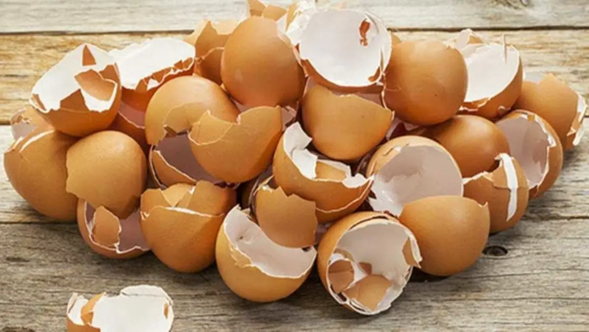 “مترميش قشر البيض تاني” فوائد واستخدامات هتخليكي تندمي إنك كنتي بتفكره زبالة!