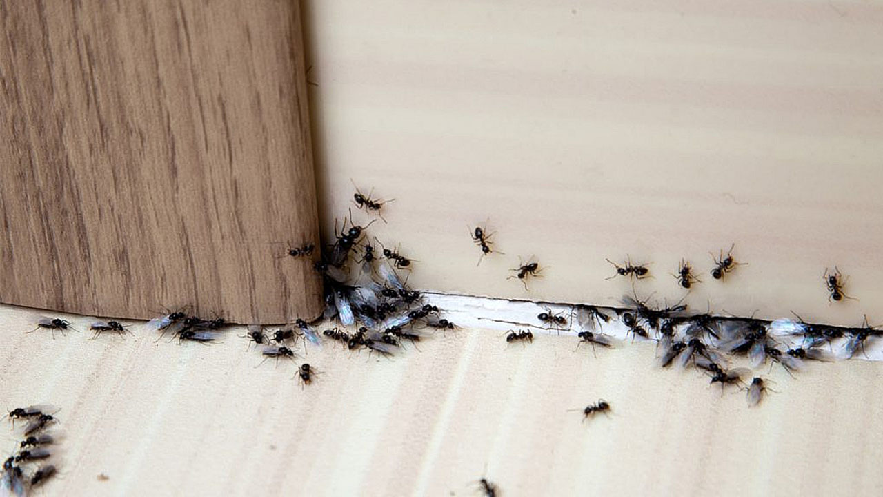 اخدعيه بهذا الخليط.. التخلص من النمل الصغير في المنزل بطرق طبيعية آمنه بدون رش أو مبيدات