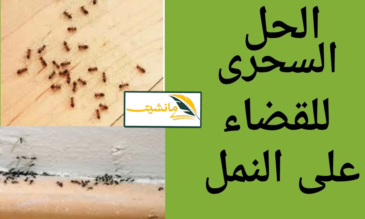 “مش هتشوفيه تاني في البيت” 5 طرق سحرية للقضاء على النمل في المنزل