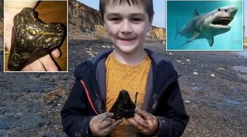 الديلي ميل: اكتشاف طفل لسن قرش ميغالودون نادر أثناء البحث عن قشور البحر
