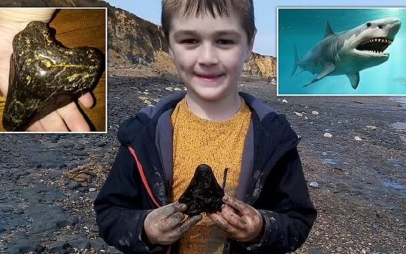 الديلي ميل: اكتشاف طفل لسن قرش ميغالودون نادر أثناء البحث عن قشور البحر