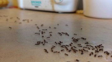 “صيف بلا نمل” طرق طبيعية قوية وفعالة للتخلص من النمل في الصيف بكل سهولة!