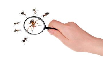 وصفات سحرية للتخلص من النمل نهائيا طوال فصل الصيف