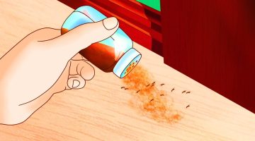 افضل الطرق الفعاله للتخلص من الصراصير والنمل والحشرات الزاحفه نه‍ائيا بدون المبيدات الكيميائية