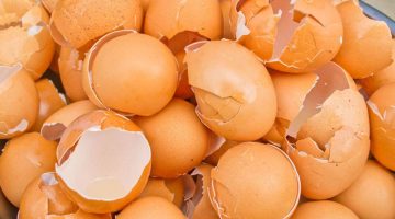 هتاكل قشور البيض من انهردة.. فوائد قشر البيض للجسم والبشرة وللعظام معلومات سوف تذهلك