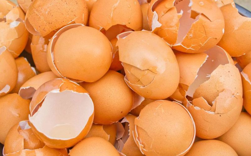هتاكل قشور البيض من انهردة.. فوائد قشر البيض للجسم والبشرة وللعظام معلومات سوف تذهلك