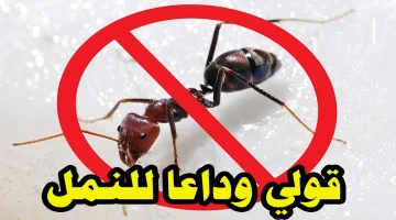 “قولي وداعاً للنمل” وصفة قوية وفعالة للتخلص من النمل بلا رجعة وأمنة علي الأطفال!