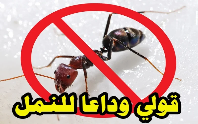 “قولي وداعاً للنمل” وصفة قوية وفعالة للتخلص من النمل بلا رجعة وأمنة علي الأطفال!