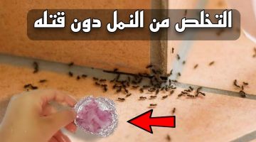 هتقضي الصيف من غير ولا نملة في البيت.. مكونات سحرية للتخلص من النمل نهائيا بتكلفة على قد الإيد